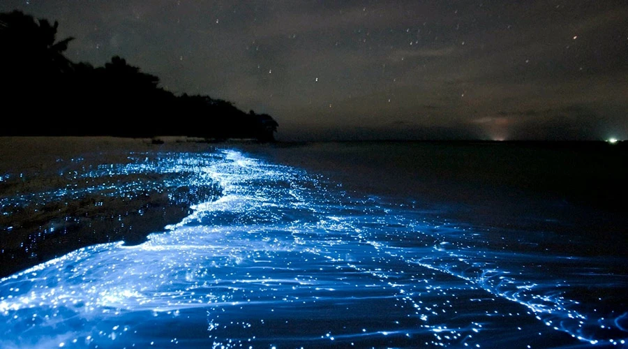 Lan Hạ Bay & bioluminescent Plankton.